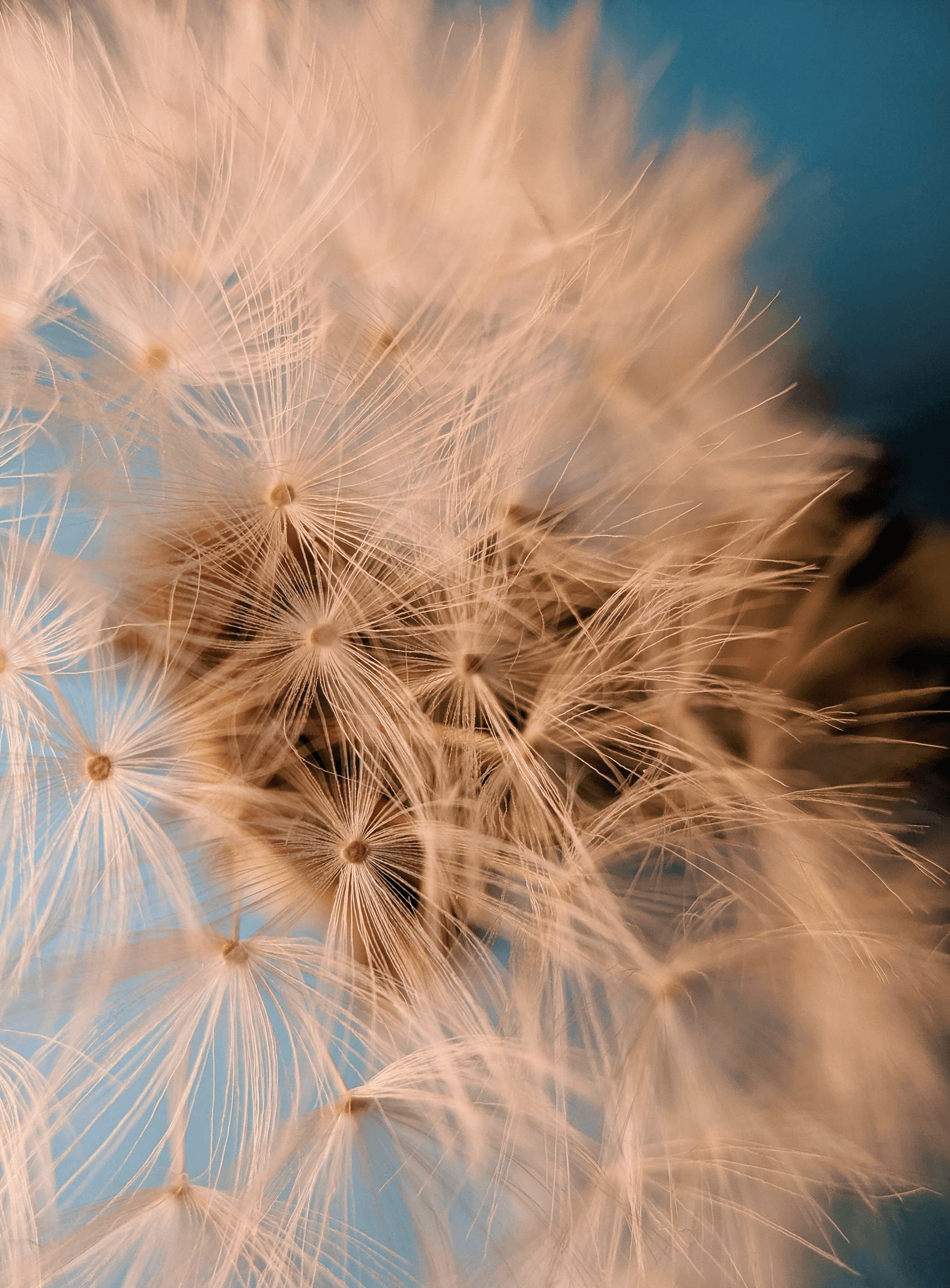 Graines de pissenlit en gros plan, symbole de liberté